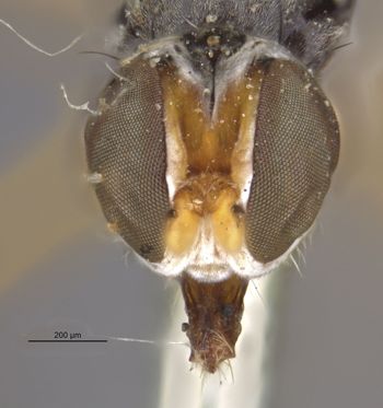 Media type: image;   Entomology 15672 Aspect: head frontal view